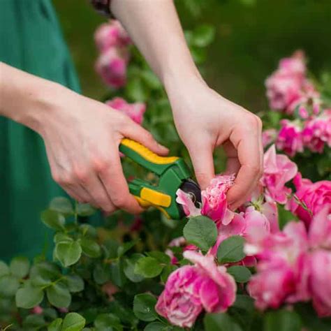 Caring for Your White Roses