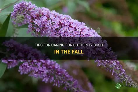 Caring for Your Butterfly Bush