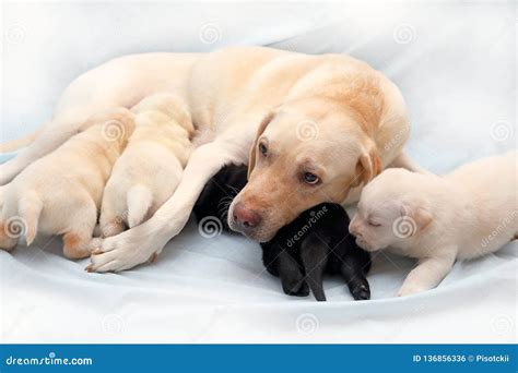 Caring for Your Fawn Labrador