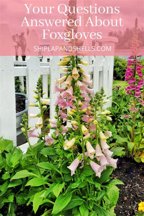 Caring for Your Foxgloves General Tips