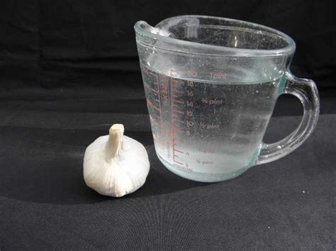 Caring for and Maintaining Garlic in Water
