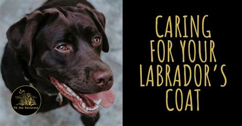 Caring for the Labrador Coat