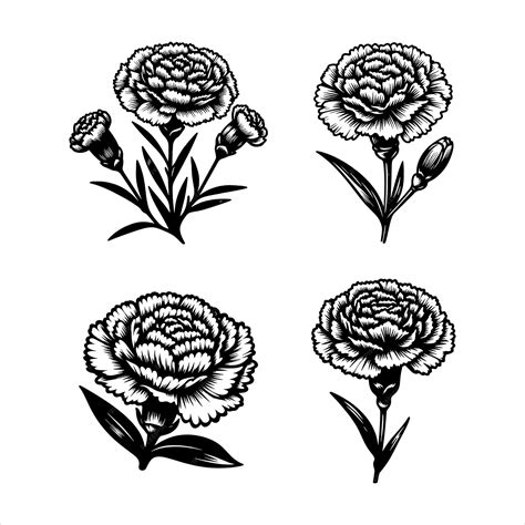 Showcase Your Creativity with the Stunning Carnation SVG: A must-have addition to your Design Arsenal!