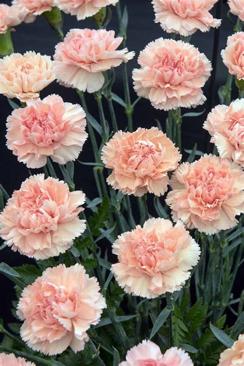 Carnations