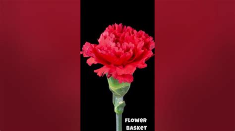 Carnations: Versatility and Charm