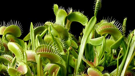 Carnivorous Blog 18 Complete Collection: Updated 2026
