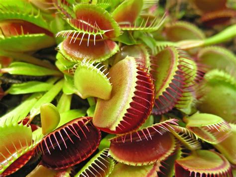 Carnivorous Plant Food