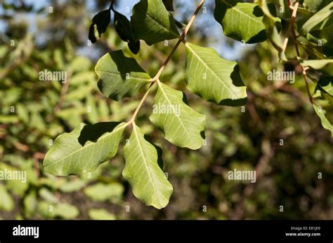 Carob Tree Leaves