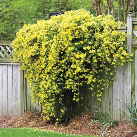 Carolina Jasmine