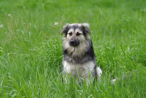 Carpathian Shepherd Dog [Personality, Temperament, Health, & More]