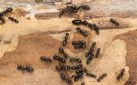 Carpenter Ant Infestation
