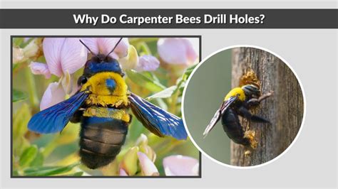Carpenter Bees: Large Holes, Less Dust