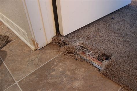 Carpet Damage Sacramento