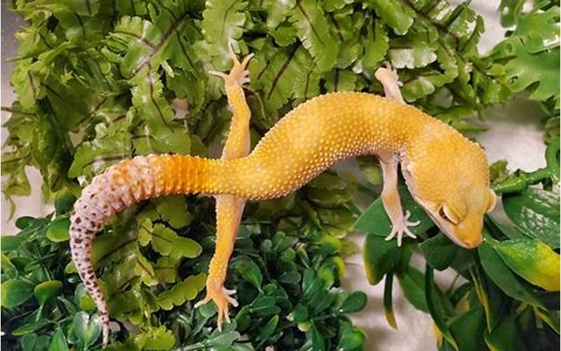 Carrot Tail Leopard Gecko: A Guide to Care, Breeding, and More
