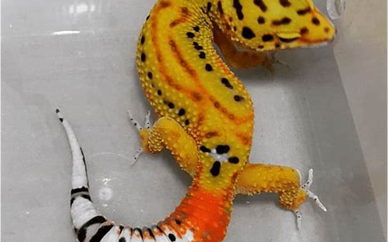 Carrot Tailed Leopard Gecko Appearance