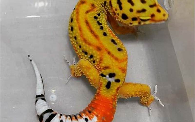 Carrot Tailed Leopard Gecko Behavior And Temperament