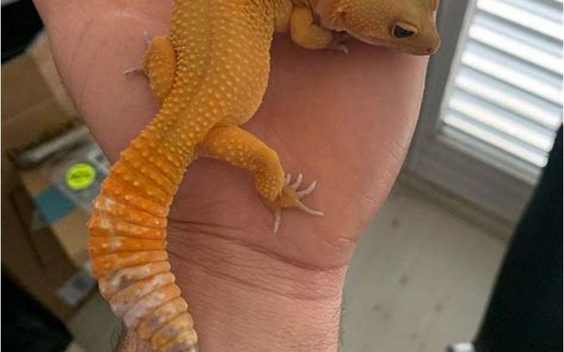 Carrot Tailed Leopard Gecko Reproduction