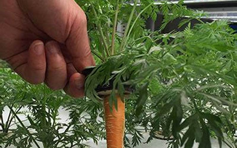 can carrots be grown hydroponically