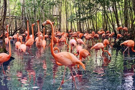 Cartagena National Aviary