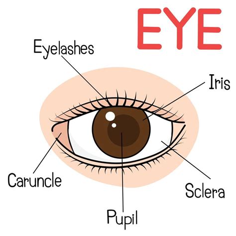 Cartoon Eye Anatomy