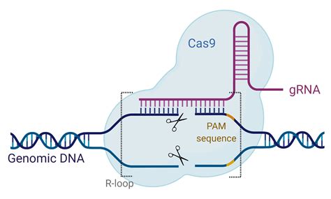 Cas9 Mechanism | CRISPR/Cas9