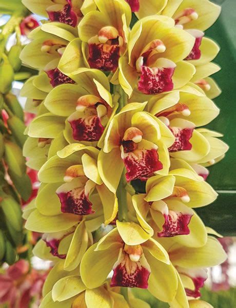 Cascading Cymbidium Orchids