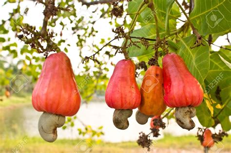 Cashew Tree Image