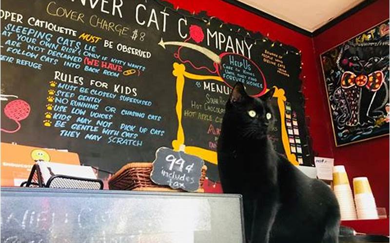 Cat And Co Cafe