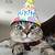 Cat Birthday