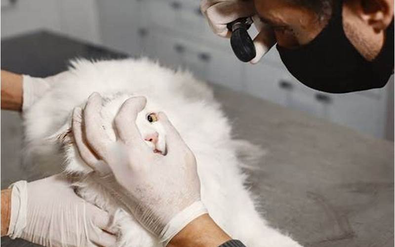 Cat Eye Surgery Cost