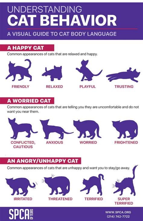 Understanding Cat Behavior Explained My 3 Little Kittens Cat