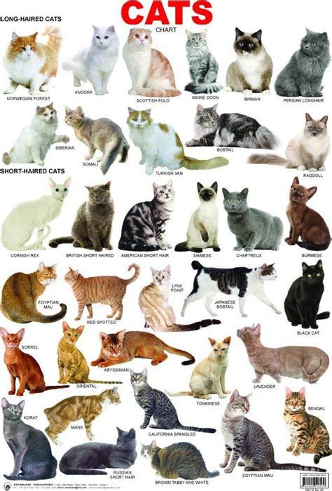 Cat Breeds Cat breeds, Cat facts, Cat ages