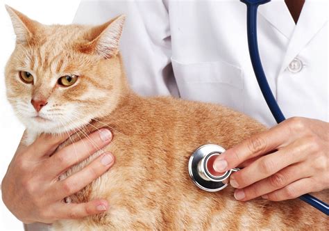 Cat Health Care Hill's Pet