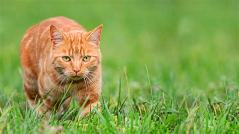 Understanding the hunting behaviour of cats International Cat Care