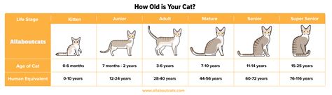 Cat Age Size Chart