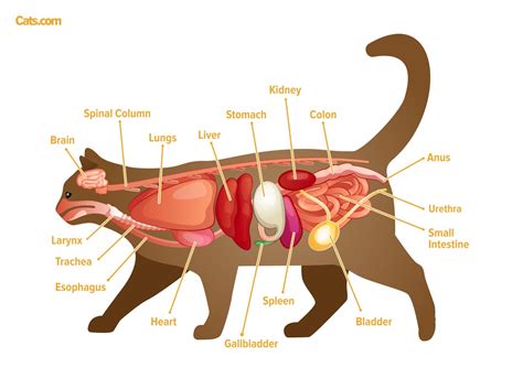 Cat Anatomy Chart