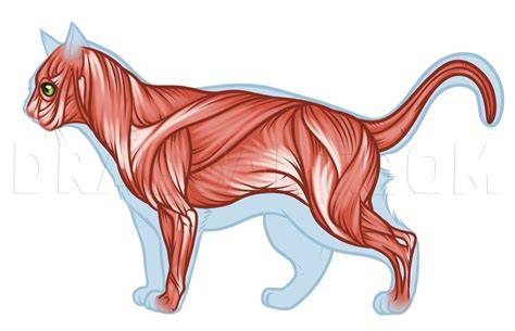 Cat anatomy drawing