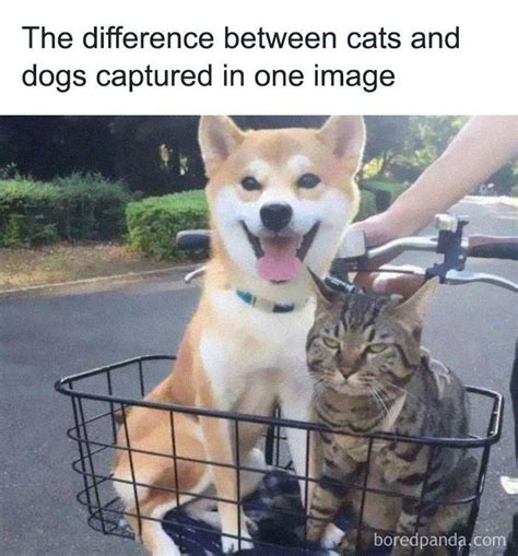 Cat And Dog Memes Clean