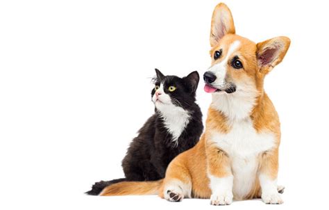 Cat And Dog White Background