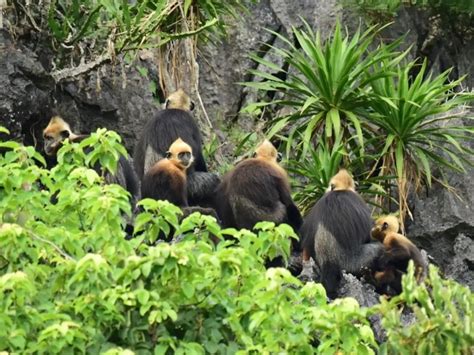 Cat Ba Flora and Fauna