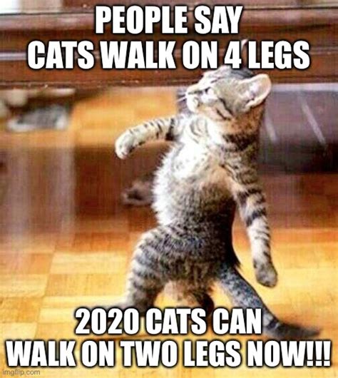 Cat Back Legs Walking Funny