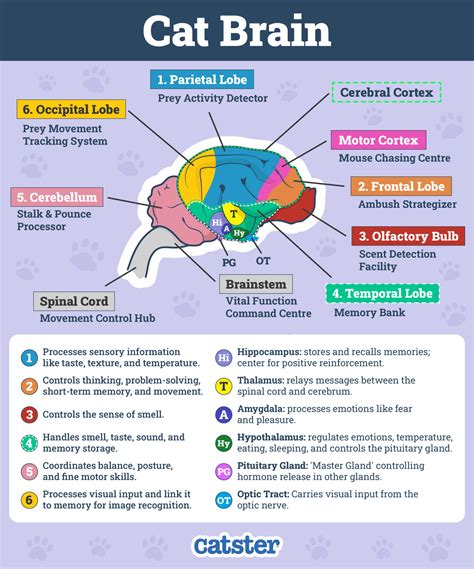 11. The Feline Brain and Nervous System - gambar tajam tapi ringan menggunakan trik dari weserv.nl API lengkapi dengan source image domain