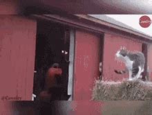 Cat Calculating Jump Gif
