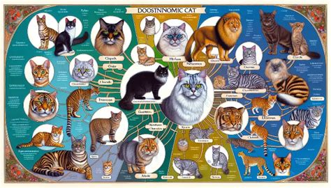 Cat Classification Chart