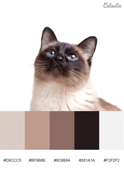 Cat Color Palette