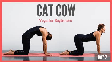 Cat Cow For Beginners