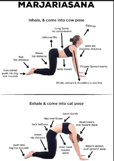 Cat Cow Muscles Stretched