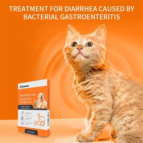 Cat Diarrhea: Fast Relief & Effective Treatments