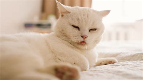 Cat Drooling Everywhere Reasons