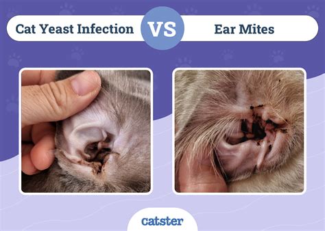 Cat Ear Issues: Causes & Effective Treatments